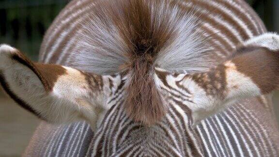 斑马的鬃毛和耳朵