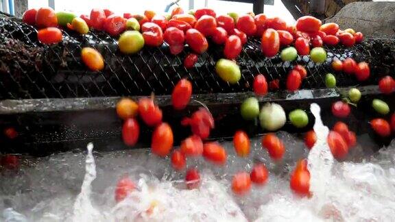 成熟的红番茄在传送带上移动并落入溅起水花的水中