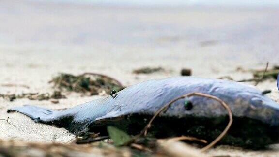 被污染的海岸环境灾难人类对地球的足迹