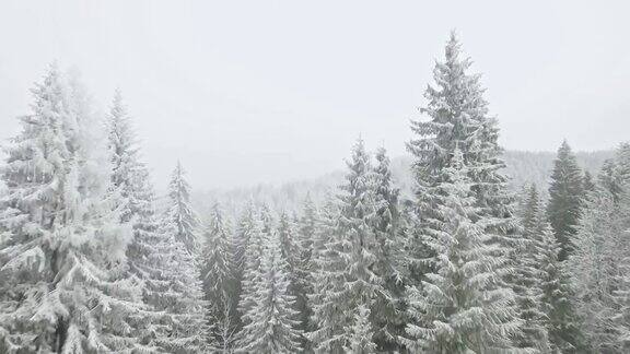 无人机飞过白雪覆盖的森林