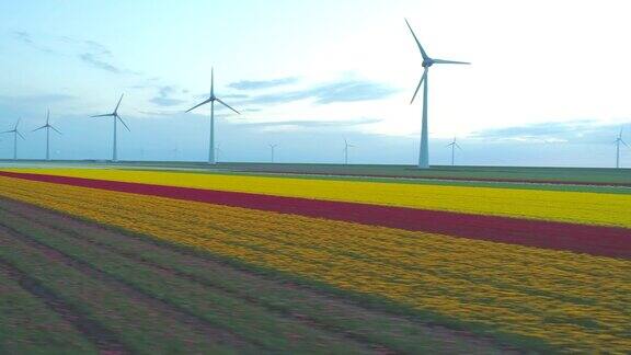 空中环绕着荷兰一排排红色和黄色的郁金香背景是风力涡轮机
