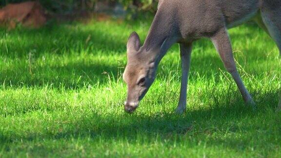 白尾母鹿的头近距离进食