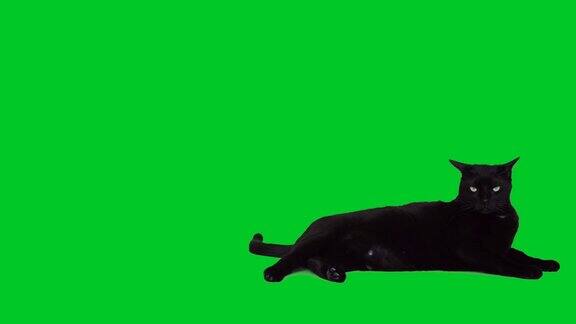 4k黑猫在绿色屏幕上跳跃