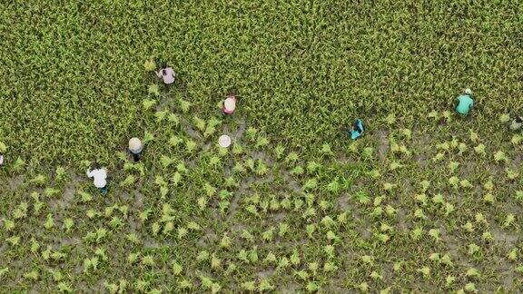 鸟瞰农民在一大片稻田收割水稻