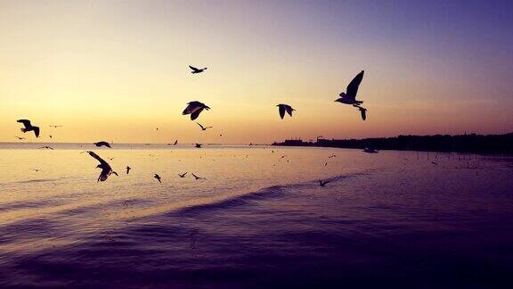 海鸥在日落时在海边飞翔颜色分级沙慕普拉坎泰国
