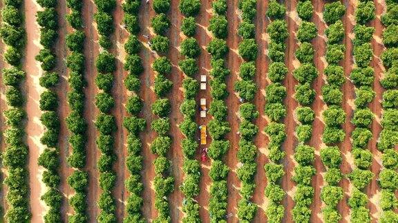 农业无人机和景观葡萄园农业在农村和农民在卡车工作领域大自然可持续性和人们收获自然生长的户外澳大利亚鸟瞰图