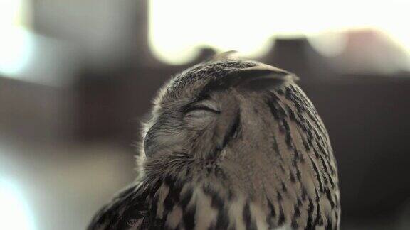 美丽的猫头鹰特写猫头鹰的眼睛背景