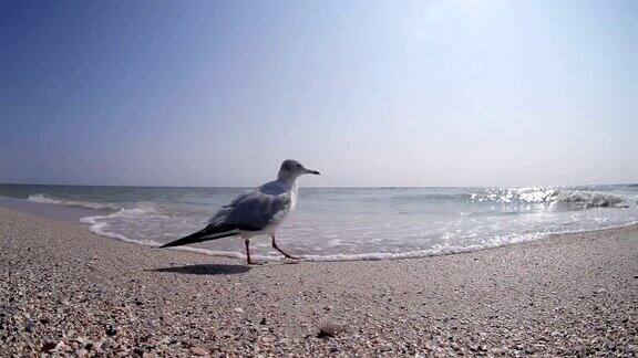 海鸥踏在卵石滩上的广角视野