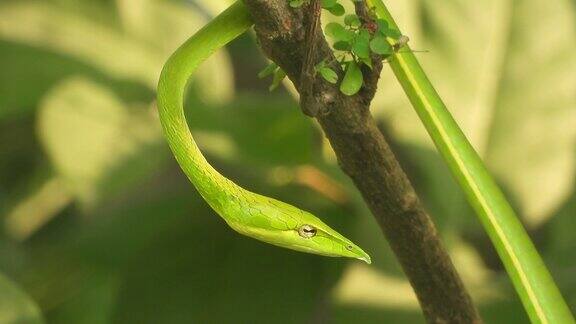 长鼻子的鞭蛇有光泽的眼睛