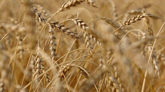 夏天的小麦
