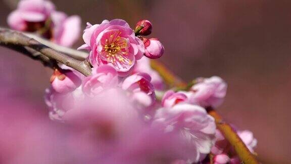 粉色的梅花粉色的梅花绽放
