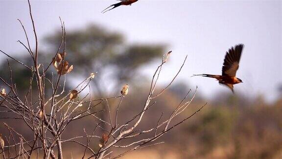 红胸燕夫妇从树枝上飞下来