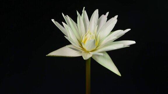 白色睡莲在黑色背景上开放的时间推移莲花盛开