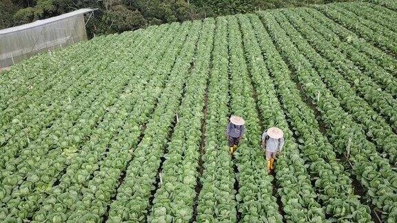 两名农民在浇灌卷心菜农场航拍
