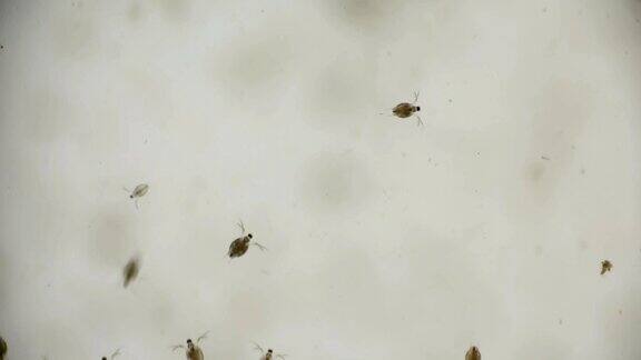 显微镜下一群水蚤