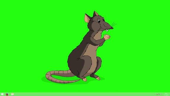 棕色老鼠坐着吃奶酪动画