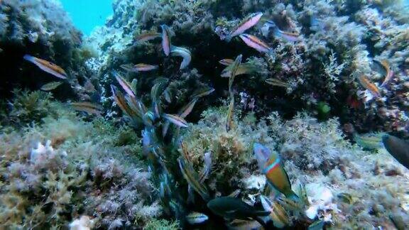 地中海暗礁上五颜六色的小鱼