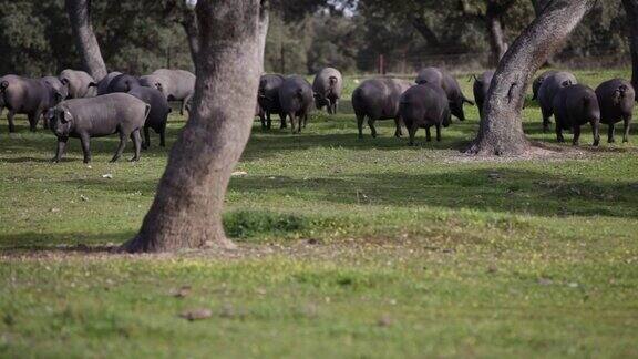 在绿色草地上吃草的伊比利亚猪