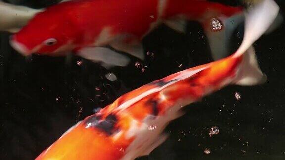 美丽的锦鲤鱼游泳在微粒浮水