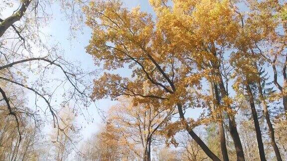 秋日公园里的落叶