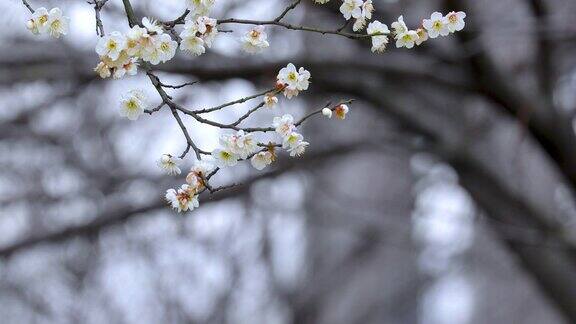 冬天早春梅花开花白梅