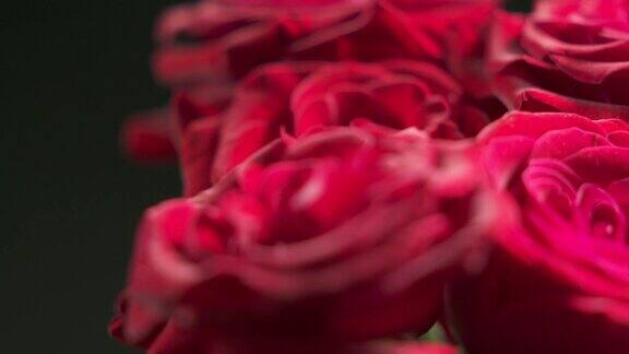 红玫瑰花束旋转特写黑色背景上的一束红玫瑰