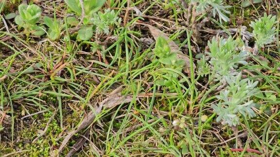新鲜生长的苦艾(Seriphidiumfragrans)特写野外的蒿属植物青蒿素药用植物天然的绿色草叶纹理壁纸背景