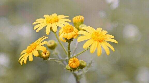 黄色的春天野花