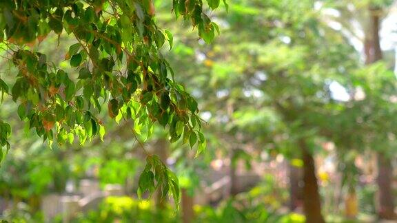 绿色的树叶在春天4k慢镜头60fps