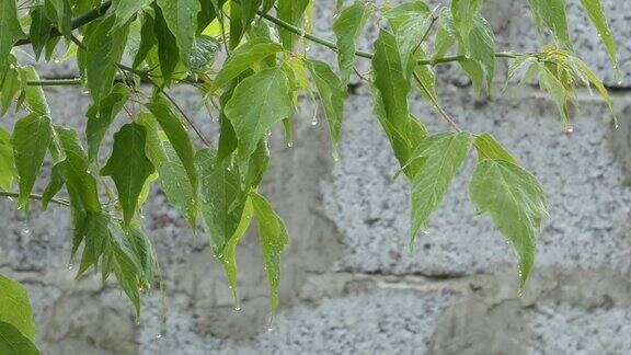 雨下湿绿的叶子