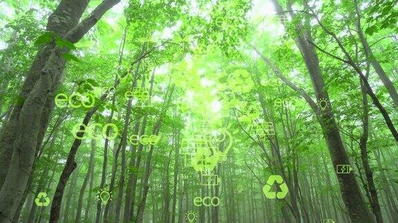 生态理念与环境能源可持续发展可持续资源绿色森林和阳光