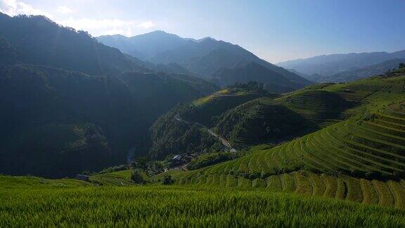 Panview:梯田景观稻田准备收获在越南西北部