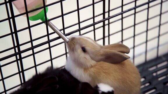 口渴的荷兰罗布兔在笼子里喝水
