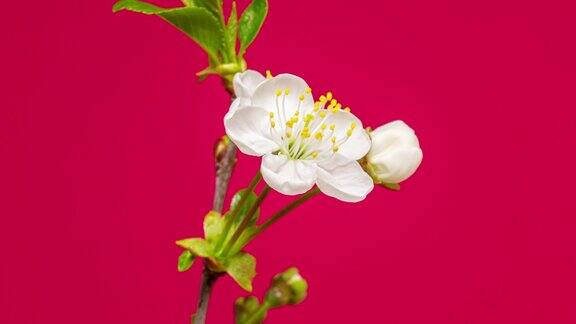 4k垂直时间推移的酸樱桃树花开花落生长在红色背景上盛开的樱桃小白花按16:9的比例计时以弧线模式绕拍摄对象旋转