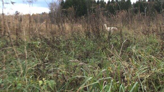 金毛猎犬从高高的秋草中叼回一只野鸡