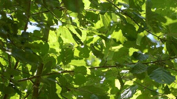 爱沙尼亚森林里树枝上的绿叶