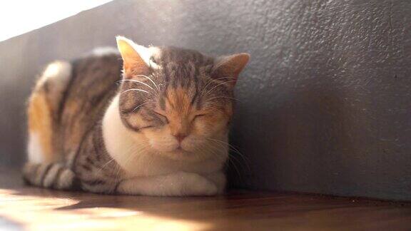 日光浴睡觉的猫