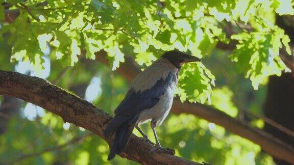 一只灰色的乌鸦坐在树枝间呱呱叫着