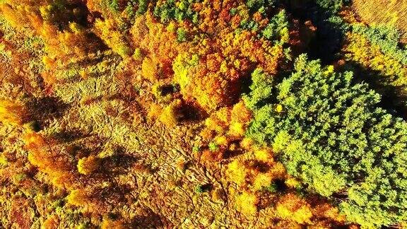 在秋天阳光明媚的日子里镜头飞过五彩缤纷的森林捷克乡村欧洲中部