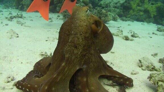 常见的礁章鱼
