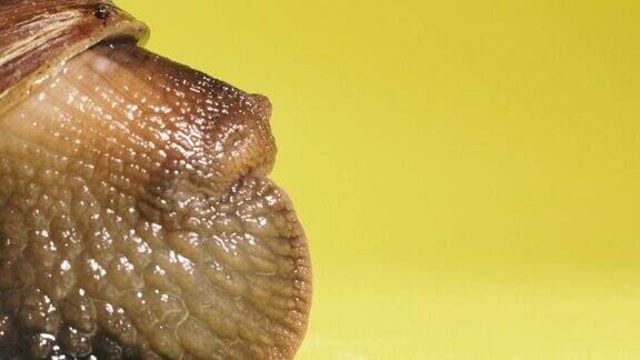 蜗牛蜗牛在黄色的背景上爬行微距镜头