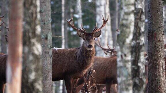 冬季森林中的马鹿野生动物保护自然在自然环境中饲养鹿