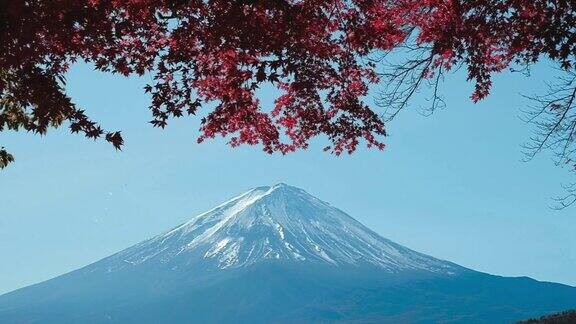 从日本川口町湖眺望富士山的红枫