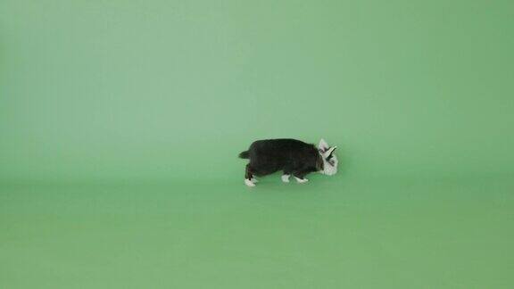 绿色屏幕上有一只可爱的兔子