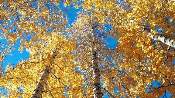 在蓝天的映衬下白桦树上黄色的叶子往上看秋天
