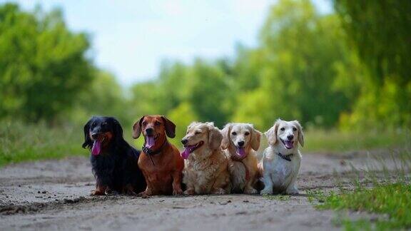 户外的一群狗不同颜色的宠物狗坐在路上五只伸出长舌头的狗看着镜头