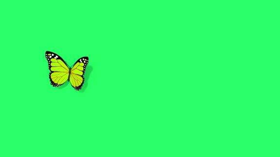动画黄色蝴蝶在绿色屏幕上飞翔