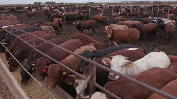 跟踪拍摄在饲养场被喂食的牛