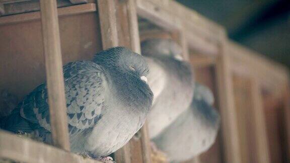 睡在木屋里的鸽子