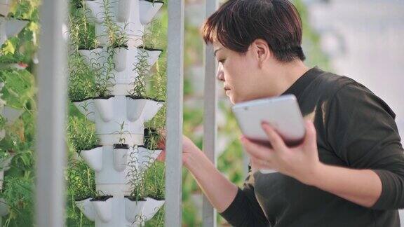 亚洲中国妇女检查温室水培垂直农场生态系统中的植物比较数据与数字平板电脑